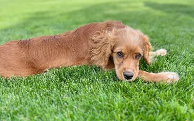 Mini Golden Retriever for Seniors: Are They a Good Fit for Retirees?