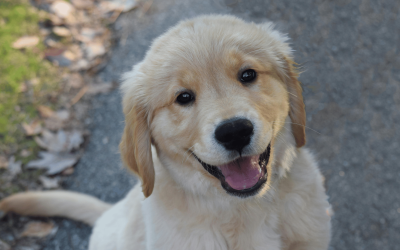 Male vs Female Mini Golden Retriever: Which Is Right for Your Family?