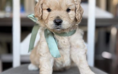 Mini Golden Retriever Puppy Training: What Should a Puppy Learn Before Coming Home?